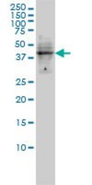 Monoclonal Anti-DMRT1 antibody produced in
