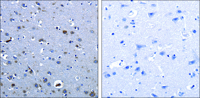 Anti-CBFA1 antibody produced in rabbit
