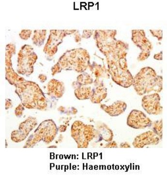 Anti-LRP1 (ab1) antibody produced in