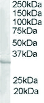 Anti-CREM antibody produced in goat