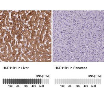 Anti-HSD11B1 antibody produced in rabbit