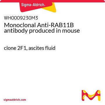 Monoclonal Anti-RAB11B antibody produced in