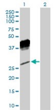 Anti-KLRC1 antibody produced in rabbit