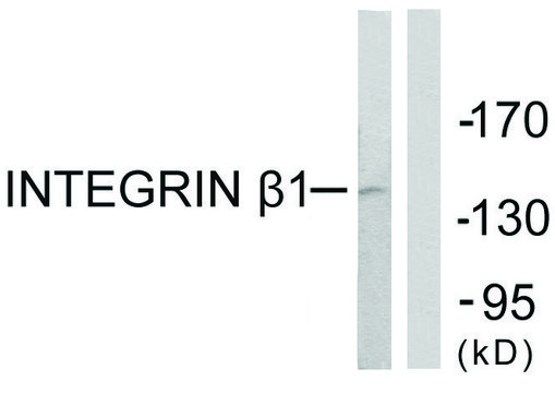 Anti-Integrin ?1 antibody produced in