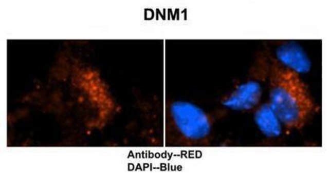 Anti-DNM1 antibody produced in rabbit