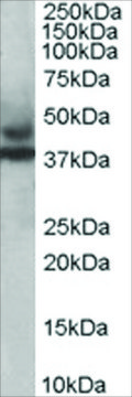 Anti-MURF3/TRIM54 antibody produced in goat