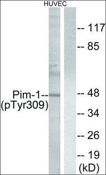 Anti-phospho-Pim-1 (pTyr³??) antibody produced in