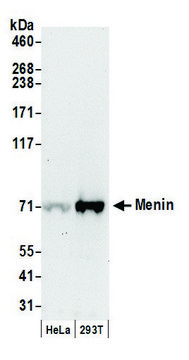 Goat anti-Menin Antibody, Affinity Purified