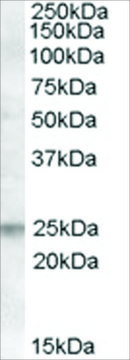 Anti-FAIM1 antibody produced in goat