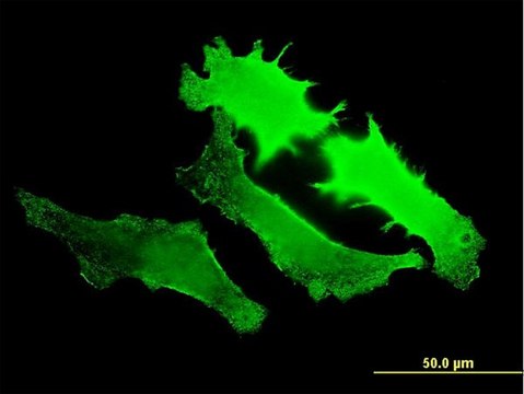 ANTI-GUCY2D antibody produced in mouse