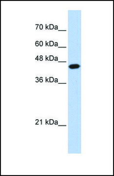 Anti-E2F1, (N-terminal) antibody produced in