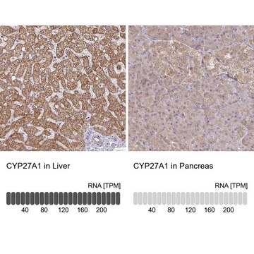 Anti-CYP27A1 antibody produced in rabbit