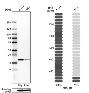 Anti-CHCHD2 antibody produced in rabbit