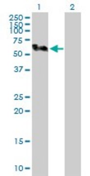 Anti-SMU1 antibody produced in rabbit