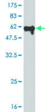ANTI-MEOX2 antibody produced in mouse