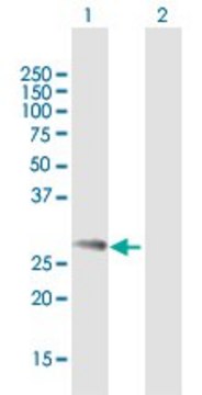 Anti-NDFIP1 antibody produced in mouse