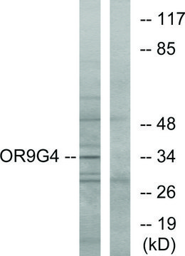 Anti-OR9G4 antibody produced in rabbit