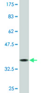 Monoclonal Anti-KLF8, (N-terminal) antibody produced