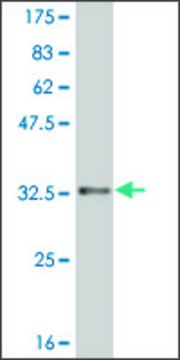 ANTI-HES2 antibody produced in mouse