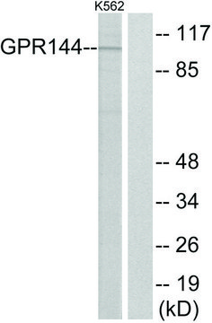 Anti-GPR144 antibody produced in rabbit