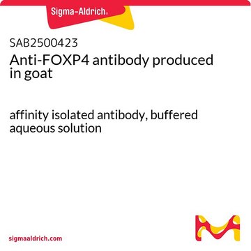 Anti-FOXP4 antibody produced in goat