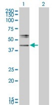 Monoclonal Anti-B3GNT1 antibody produced in