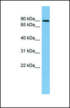 Anti-TBK1 antibody produced in rabbit