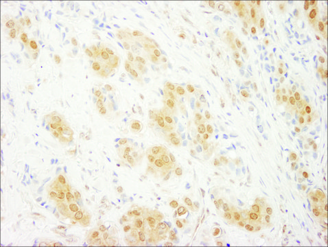 Rabbit anti-ERK2 Antibody, Affinity Purified