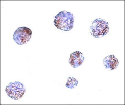 Anti-GNPDA1 antibody produced in rabbit