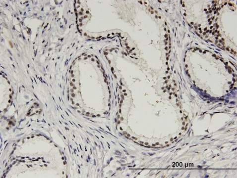 Monoclonal Anti-STK6 antibody produced in