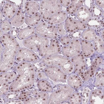 Anti-HES7 antibody produced in rabbit
