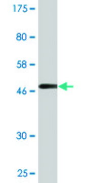 Monoclonal Anti-RRAS2 antibody produced in