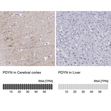 Anti-PDYN antibody produced in rabbit