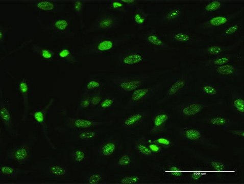 Monoclonal Anti-MAGEA2 antibody produced in