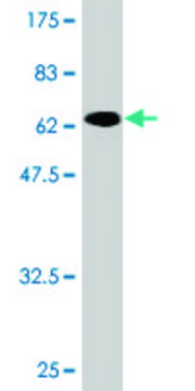 Monoclonal Anti-TRIB2 antibody produced in