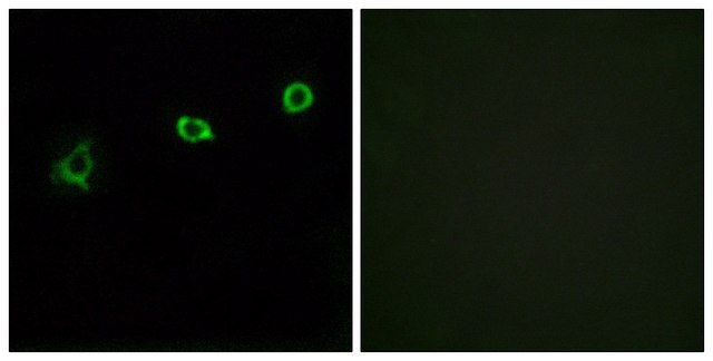 Anti-OR1N1 antibody produced in rabbit