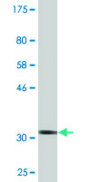 Monoclonal Anti-ZNF266 antibody produced in