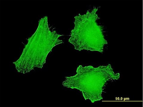 ANTI-DLX5 antibody produced in mouse