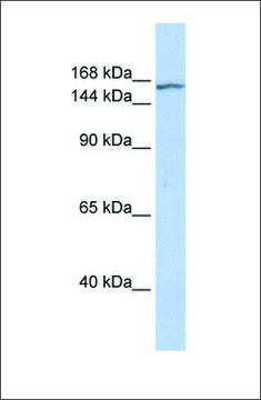 Anti-EHMT2 antibody produced in rabbit