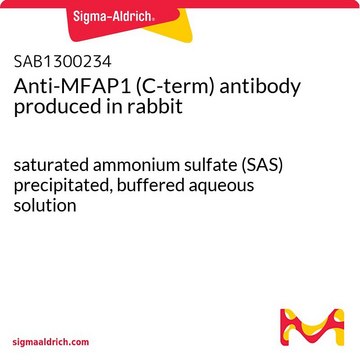 Anti-MFAP1 (C-term) antibody produced in