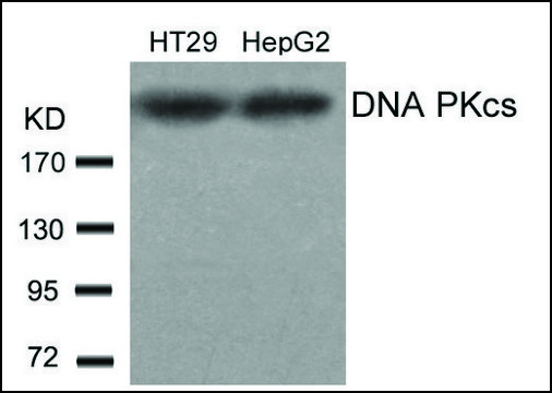 Anti-PRKDC (Ab-2609) antibody produced in