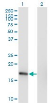 Monoclonal Anti-SNX3 antibody produced in