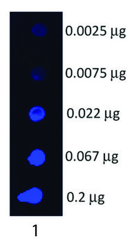 Anti-Swine IgG (H+L)-Fluorescein antibody produced