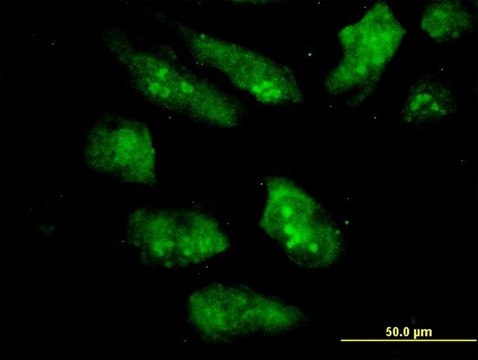 ANTI-EIF2AK2 antibody produced in mouse