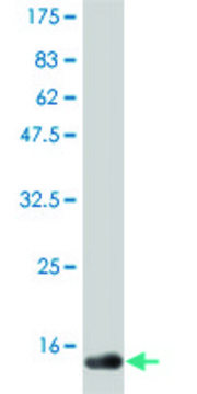 Monoclonal Anti-CD40LG, (C-terminal) antibody produced