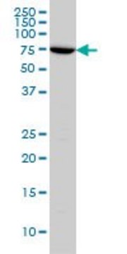 ANTI-ARAF antibody produced in mouse