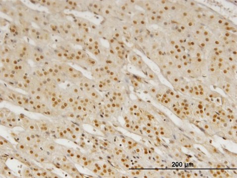 Monoclonal Anti-PBX3, (C-terminal) antibody produced
