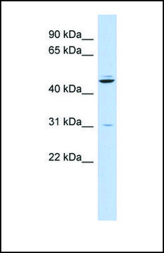Anti-ZNF238, (N-terminal) antibody produced in