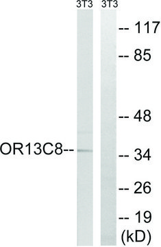Anti-OR13C8, C-Terminal antibody produced in