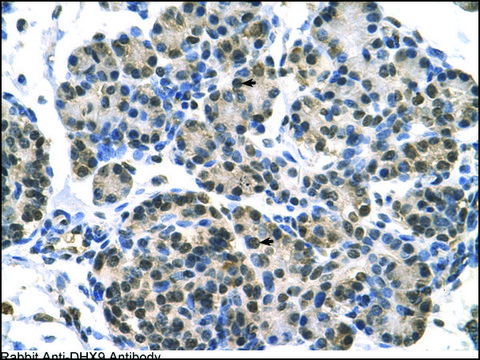 Anti-DHX9 antibody produced in rabbit